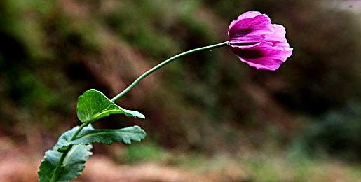 Steam《鉴赏家新品节》活动开启：多款国产新作试玩